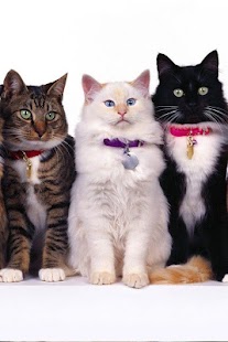 Cat Wallpaper Screenshots 21