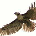 Red-tailed Hawk