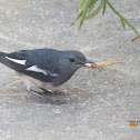 Oriental Magpie Robin (female) with katydid