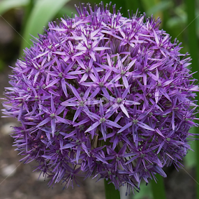 by Bero Planinec - Flowers Flower Gardens