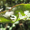 Bristly Rose Slug (larvae)