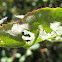 Bristly Rose Slug (larvae)