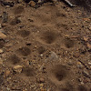 Ant lion pit