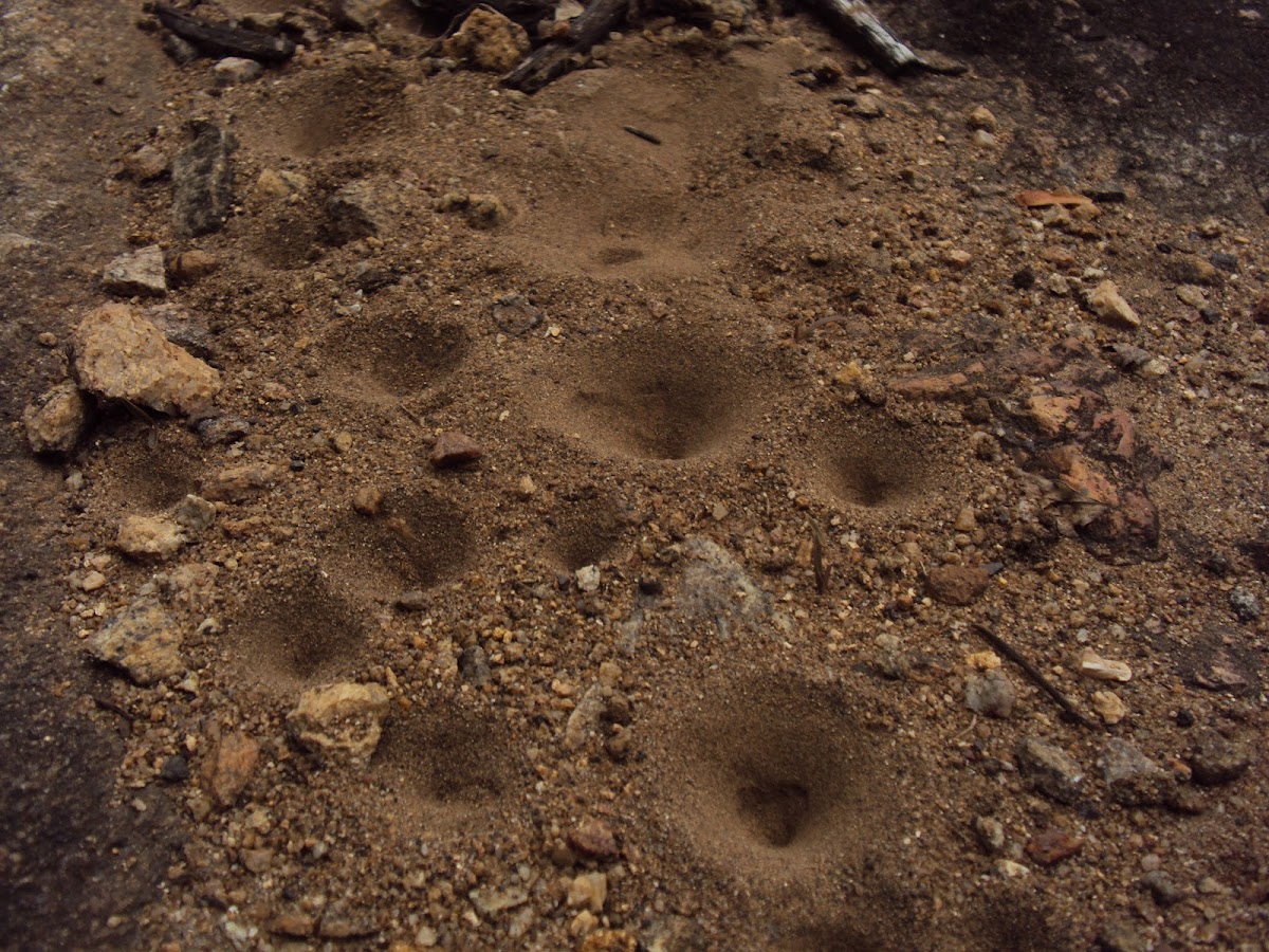 Ant lion pit