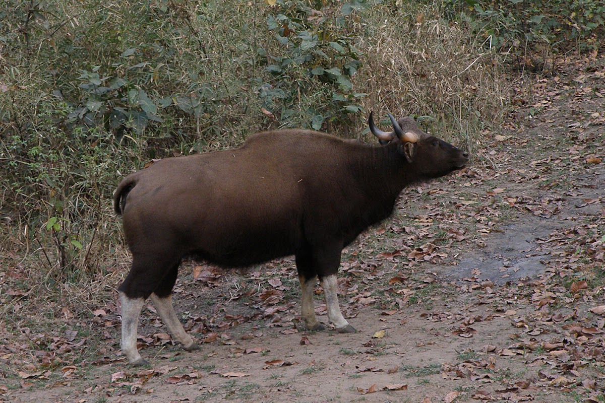Indian Bison or Gaur