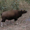 Indian Bison or Gaur