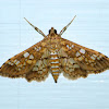 Assembly moth