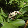 Masked Tree Frog