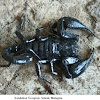 Emperor Scorpion