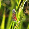 Ornate Bella Moth