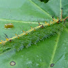 Common Castor caterpillar