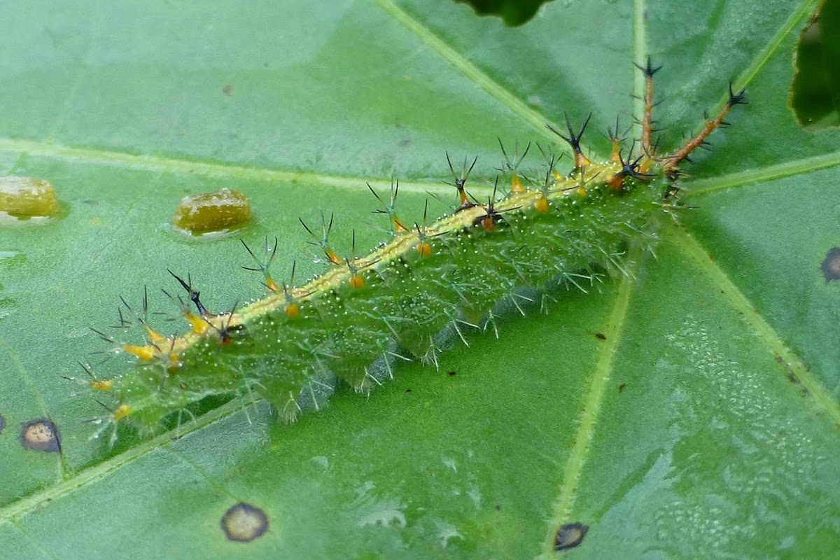 Common Castor caterpillar