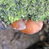uncertain fungi