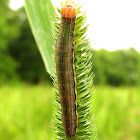 Unknown caterpillar