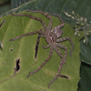 huntsman spider, giant crab spider or banana spider