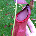 Swamp pitcher plant