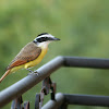 Great Kiskadee