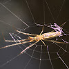 Long-jawed water spider