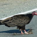 Eastern Turkey Vulture