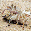 Pallid Ghost Crab