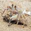 Pallid Ghost Crab