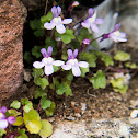 ivy leaved Toadflax
