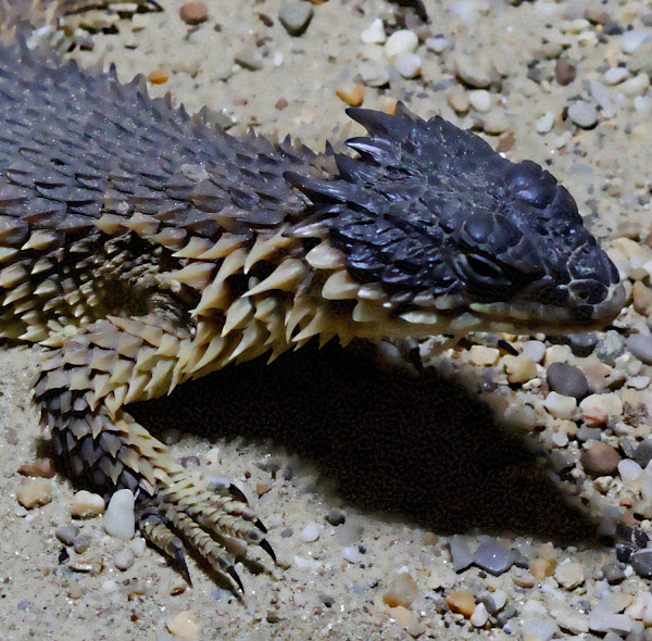 Sungazer, Giant Girdled Lizard, Giant Spinytailed Lizard or Giant