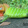 Green forest lizard
