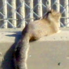 California Ground squirrel