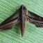 Lycethus Hawkmoth