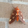 Regal moth