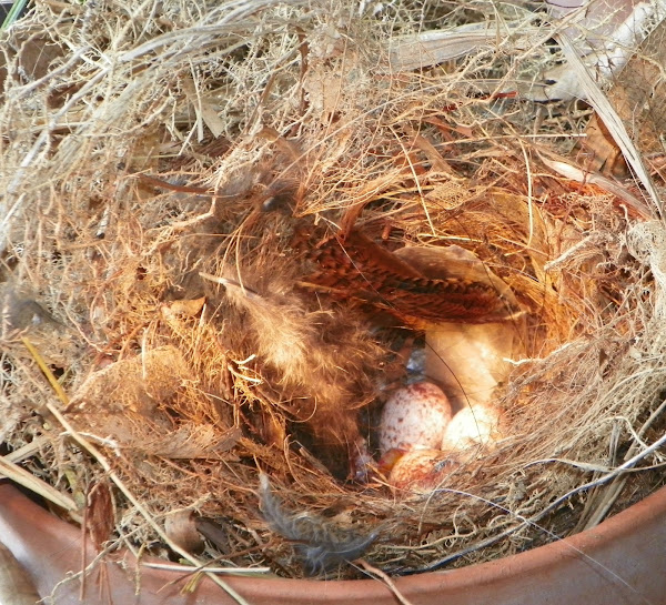 Carolina Wren nest Project Noah