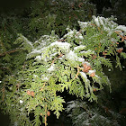 Northern White Cedar Tree
