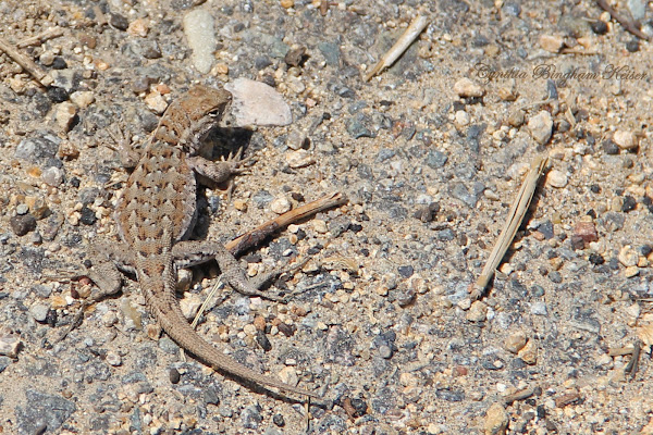 Western Side-blotched Lizard | Project Noah