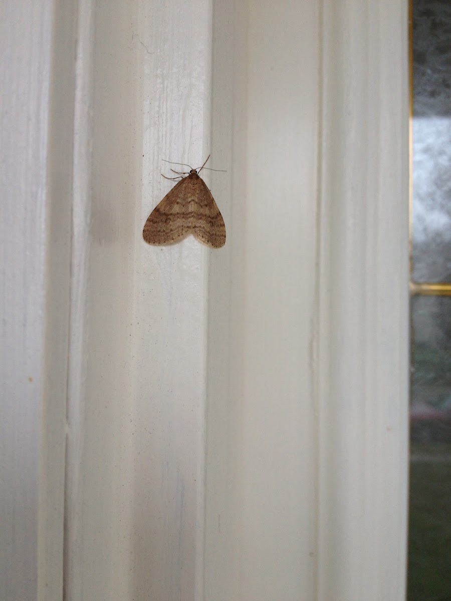 Bruce Spanworm Moth male