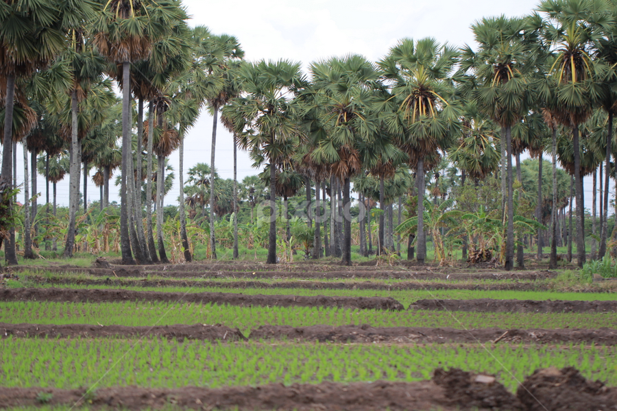 Pohon Aren  by Sudarman Sby - Landscapes Mountains & Hills