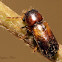 Horned Powder-post Beetle