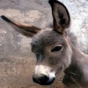 Donkey logo