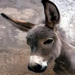 Donkey Apk