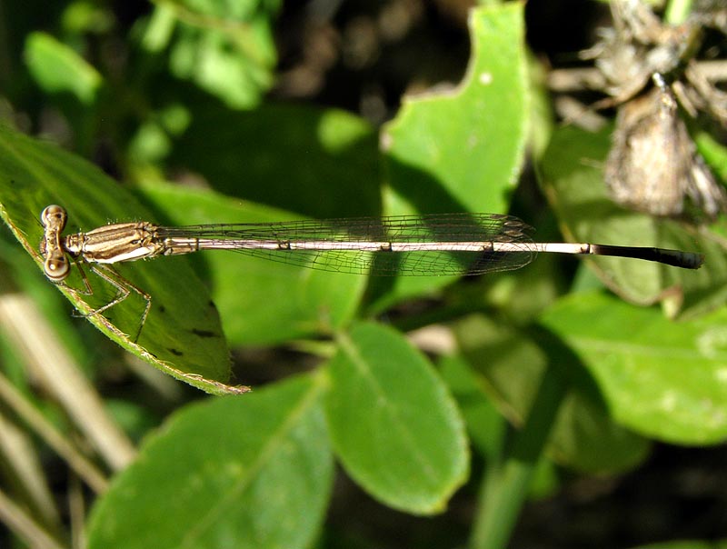 Common Threadtail female