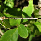 Common Threadtail female