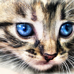 Blue Eyes by Daliana Pacuraru - Animals - Cats Kittens