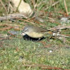 Yellow rump thornbill