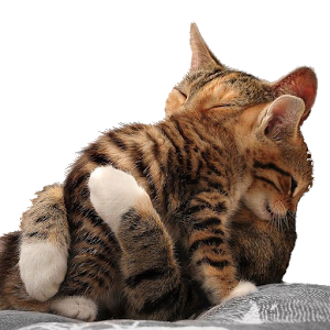 Cute & Furry Animals.apk 1.4