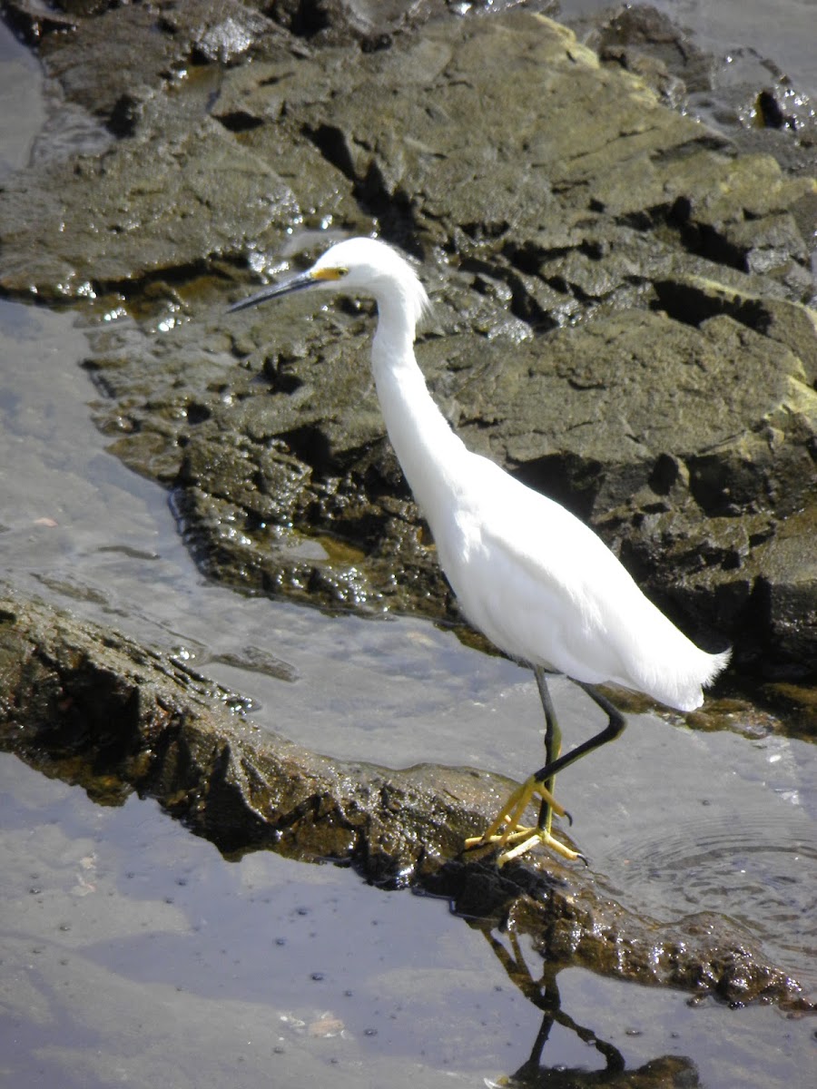 Snowy egret (Garza)