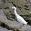 Snowy egret (Garza)