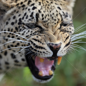a Angry cat by Lourens Lee Wildlife Photography - Animals Lions, Tigers & Big Cats