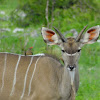 Greater Kudu (young males)