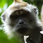 Longtail Macaque
