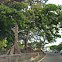 Ceiba trees